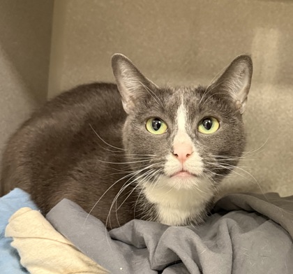 LUNA - Domestic Shorthair / Mix available for adoption