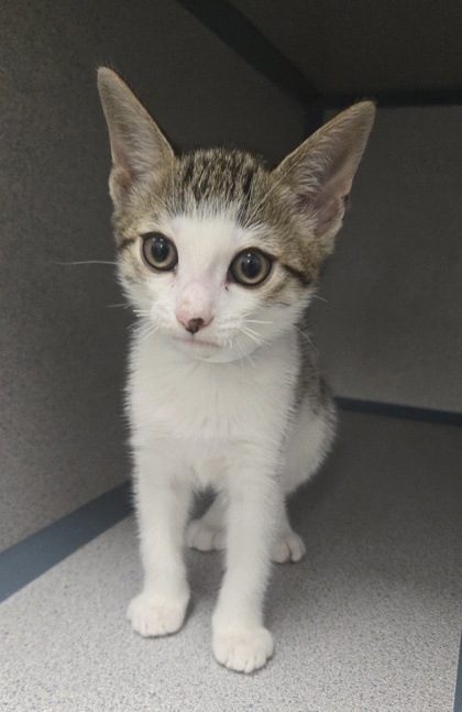 GREAT WHITE - I AM ON MOBILE ADOPTION EVENT 6/19