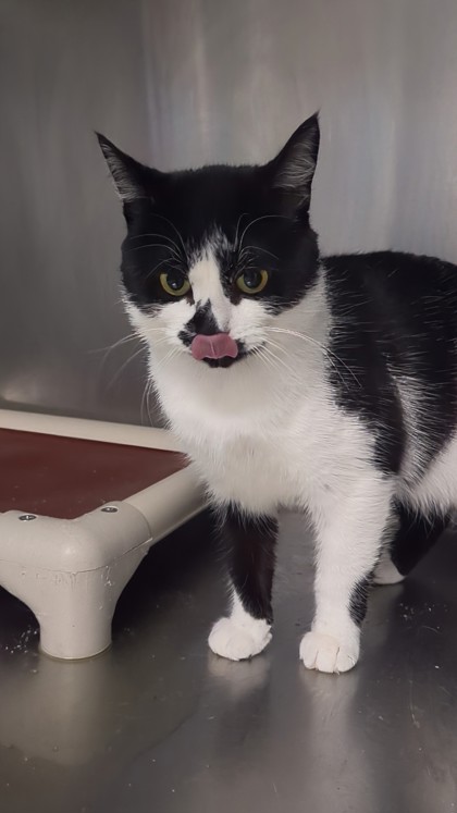 SUMMER - I AM AT PETSMART NORTHBOROUGH - Domestic Shorthair / Mix available for adoption