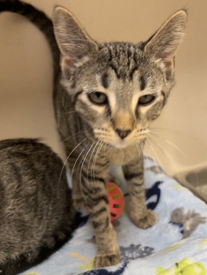 ITTY - I AM AT PETSMART NORTHBOROUGH - Domestic Shorthair / Mix available for adoption