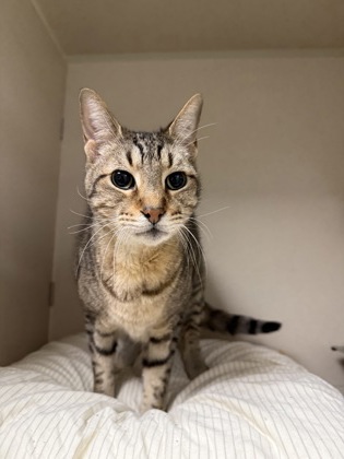 LOVER BOY - Domestic Shorthair / Mix available for adoption