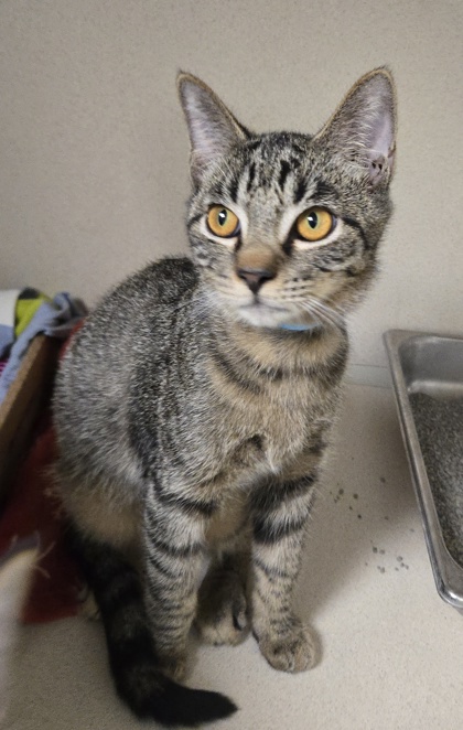 BARREL - Domestic Shorthair / Mix available for adoption