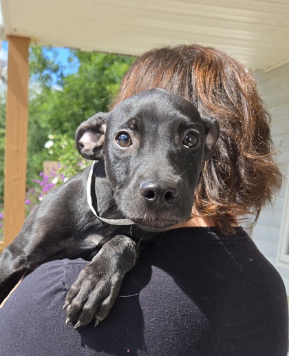 ANUBIS - Mixed Breed, Large (over 44 lbs fully grown) / Mix available for adoption