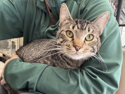 ZORRO - I AM AT PETSMART NORTHBOROUGH - Domestic Shorthair / Mix available for adoption