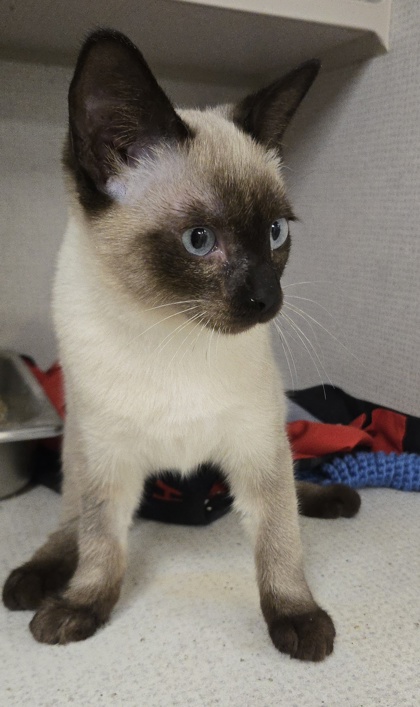 BINDI - Domestic Shorthair / Mix available for adoption