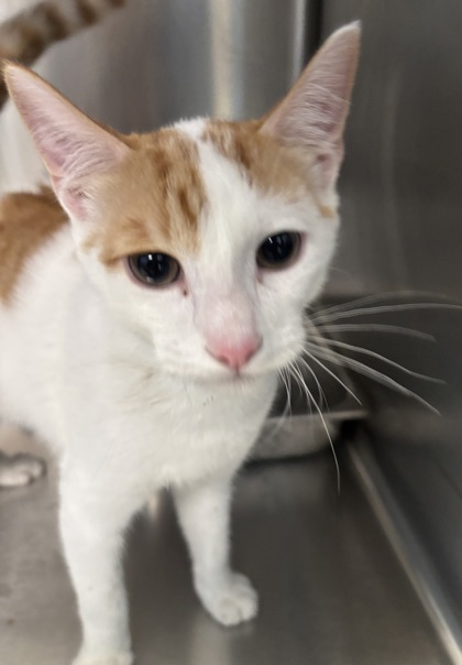TEDDY BEAR - I AM AT PETSMART FRAMINGHAM - Domestic Shorthair / Mix available for adoption