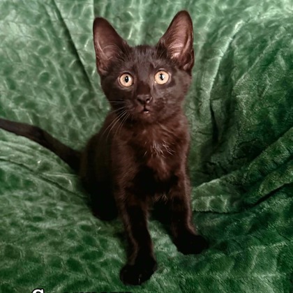 SPARROW - I AM AT PETSMART NORTHBOROUGH - Domestic Shorthair / Mix available for adoption