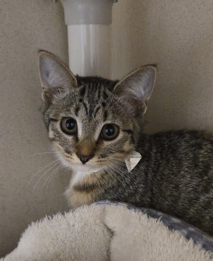LUISA - I AM AT PETSMART NORTHBOROUGH - Domestic Shorthair / Mix available for adoption