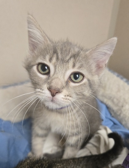 MATCHA - I AM AT PETSMART FRAMINGHAM - Domestic Shorthair / Mix available for adoption