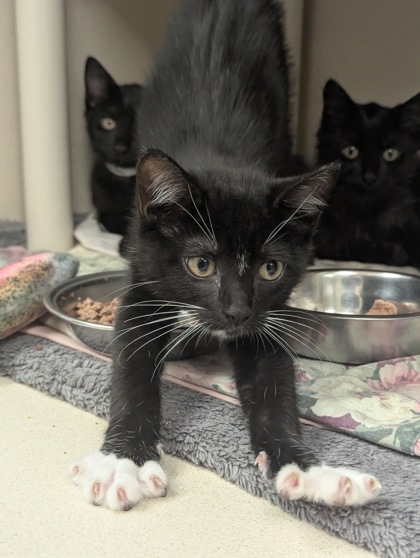 TIBIA - I AM AT WESTVIEW CREAMERY SAT 11A-2P - Domestic Shorthair / Mix available for adoption