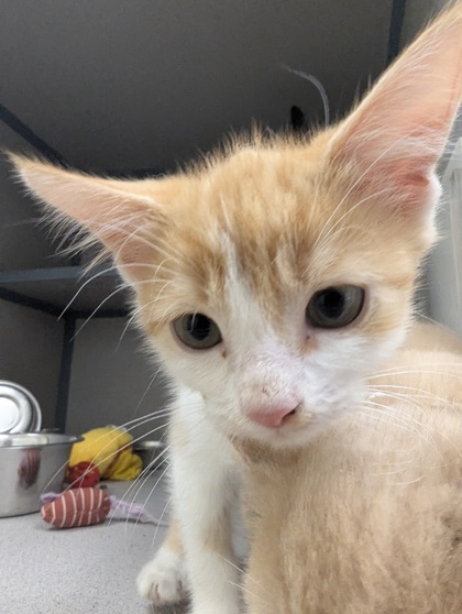 SLUSHIE - I AM AT PETSMART FRAMINGHAM - Domestic Shorthair / Mix available for adoption