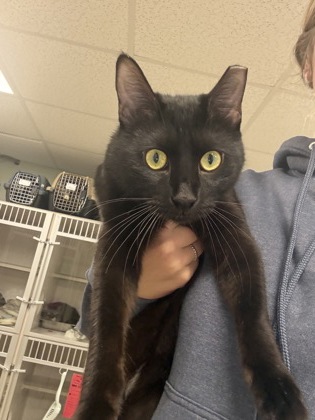 BOWEN - Domestic Shorthair / Mix available for adoption
