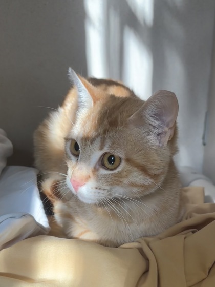 LOBSTER - Domestic Shorthair / Mix available for adoption