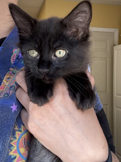 OTTER POP - I AM AT PETSMART NORTHBOROUGH - Domestic Longhair / Mix available for adoption