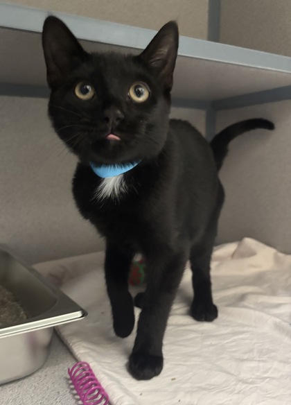 CHESTNUT - I AM AT PETSMART NORTHBOROUGH - Domestic Shorthair / Mix available for adoption