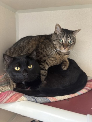 MOMO/PARKERS-BONDED PAIR - Domestic Shorthair / Mix available for adoption