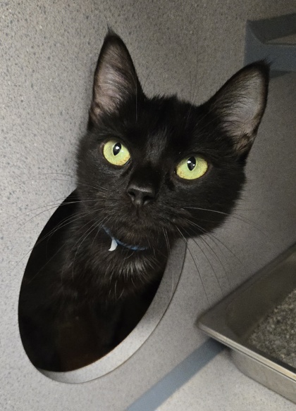 SQUEAKY MAMA - I AM AT PETSMART FRAMINGHAM - Domestic Shorthair / Mix available for adoption