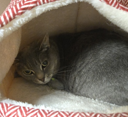 KATARINA - Domestic Shorthair / Mix available for adoption