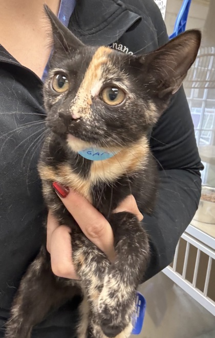 SUGAR BUG - I AM AT PETSMART NORTHBOROUGH - Domestic Shorthair / Mix available for adoption