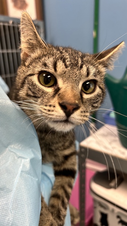 FREDDIE- I AM AT PETSMART IN NORTHBOROUGH - Domestic Shorthair / Mix available for adoption
