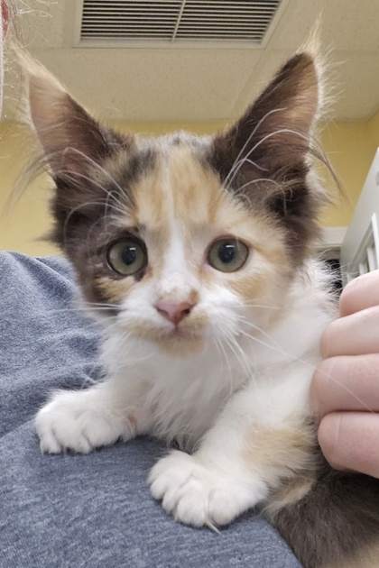 LEMONADE - I AM AT PETSMART NORTHBOROUGH - Domestic Shorthair / Mix available for adoption