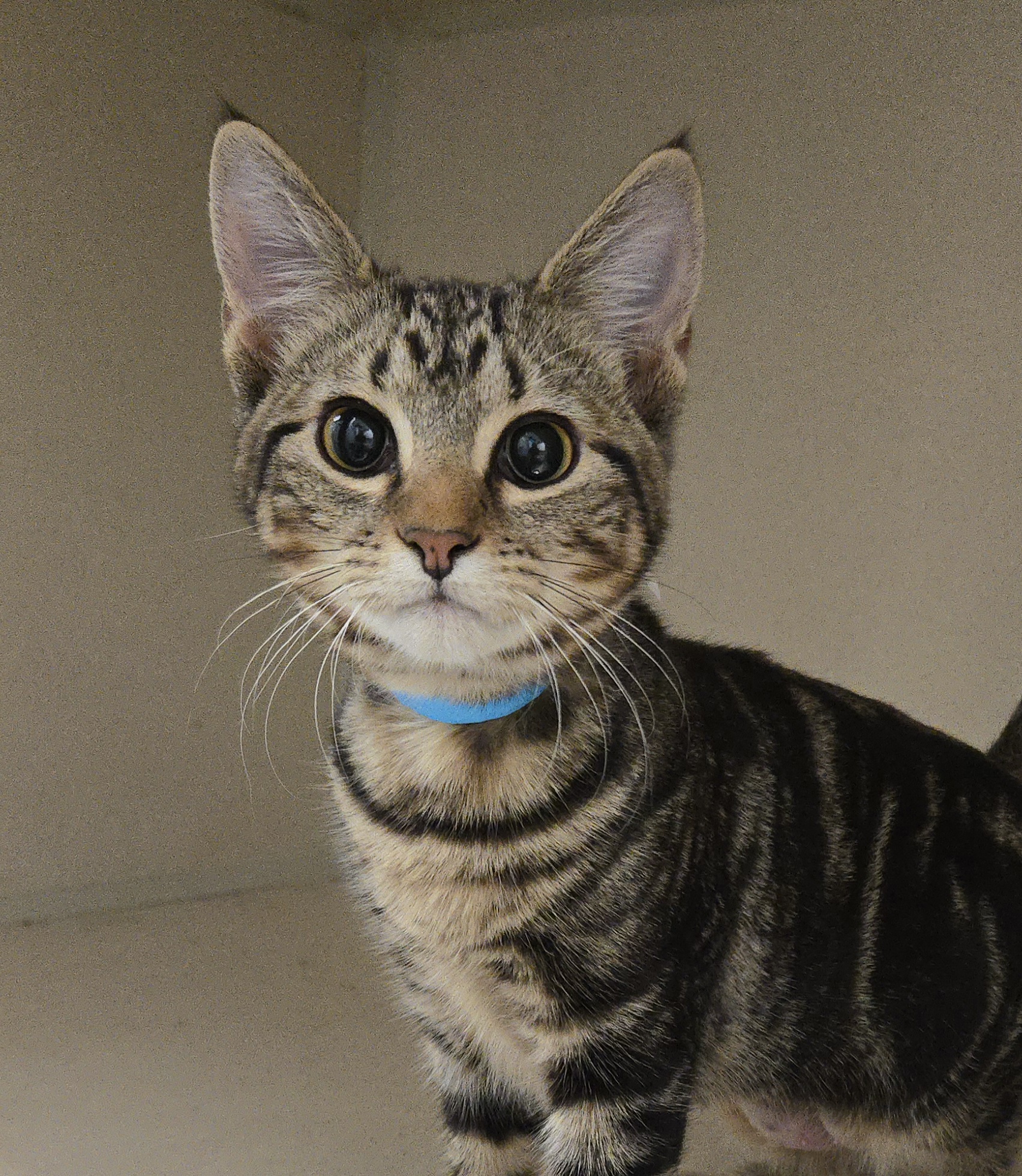 SEAHORSE - I AM AT PETSMART NORTHBOROUGH - Domestic Shorthair / Mix available for adoption