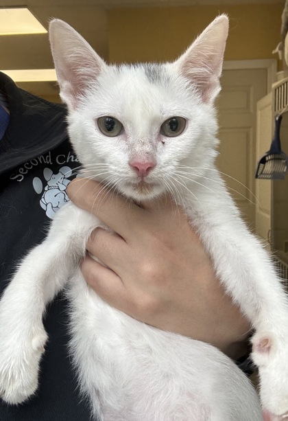 TOUPEE - I AM AT PETSMART NORTHBOROUGH - Domestic Shorthair / Mix available for adoption