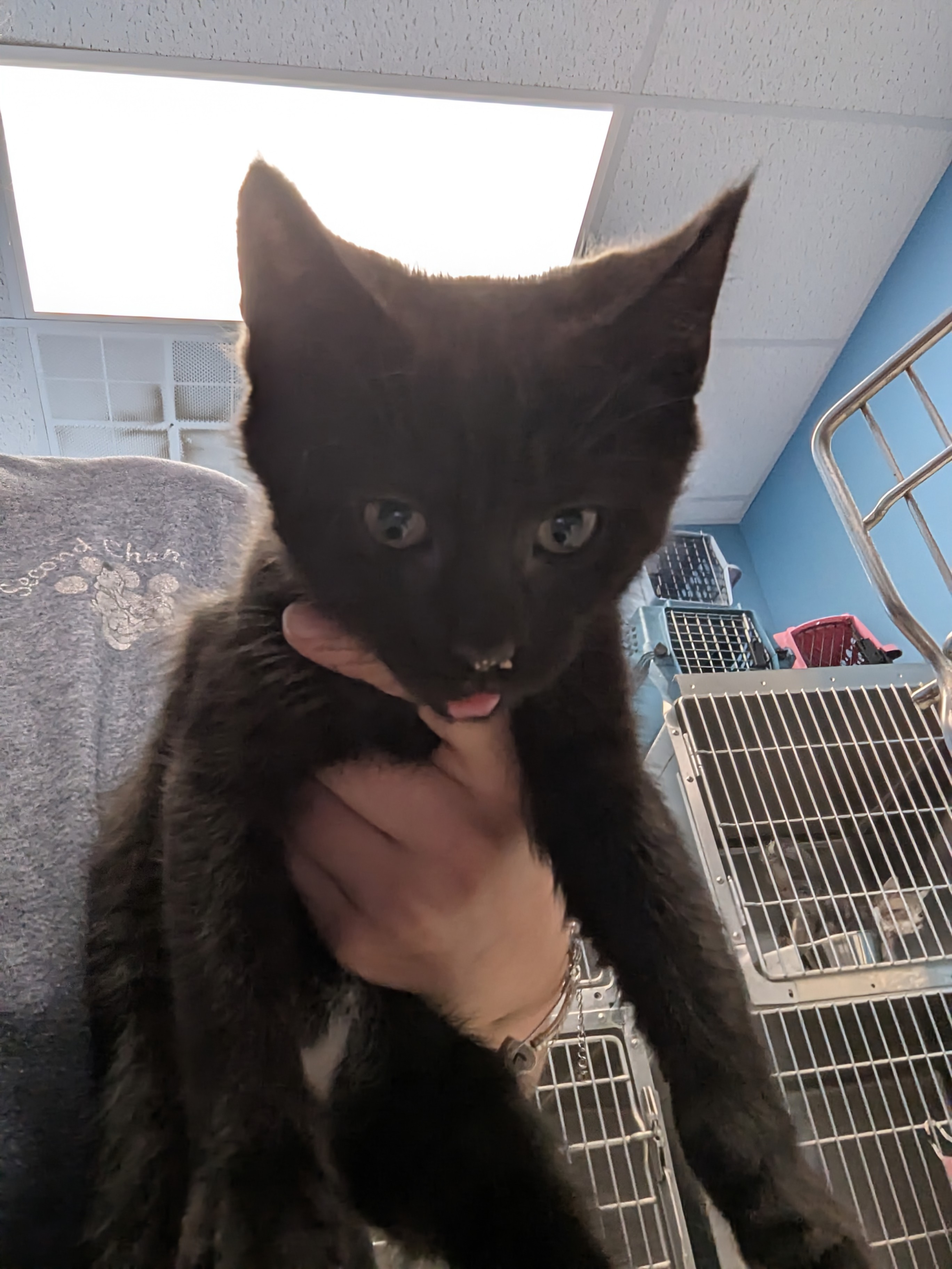 JELLY-I AM AT PETSMART FRAMINGHAM - Domestic Shorthair / Mix available for adoption