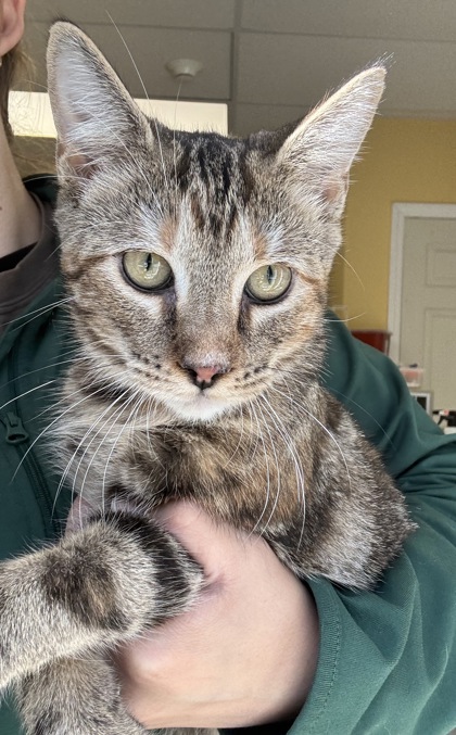 AMBER - I AM AT PETSMART NORTHBOROUGH - Domestic Shorthair / Mix available for adoption