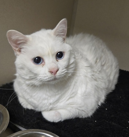 MARSHMELLOW (SNOWBALL) - Domestic Shorthair / Mix for adoption in Worcester