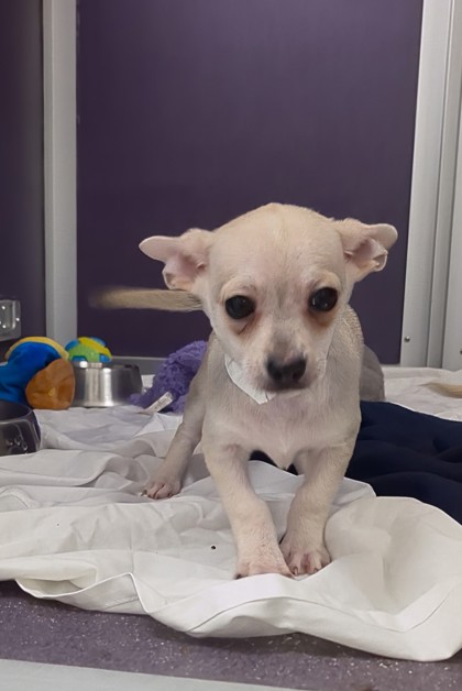 HUEY- BERTERA SUBARU WEST SPRINGFIELD (11-2PM) - Short Coat Chihuahua / Mix available for adoption