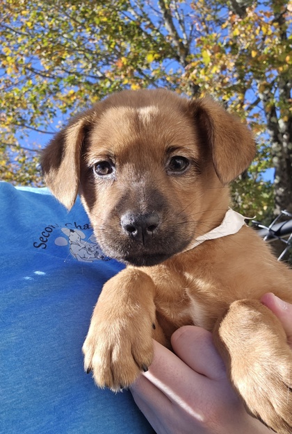 AUDREY-MAPFRE EVENT 10-1:30PM - Australian Shepherd / Retriever available for adoption