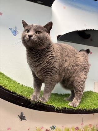 ANNIE - Domestic Shorthair / Mix available for adoption