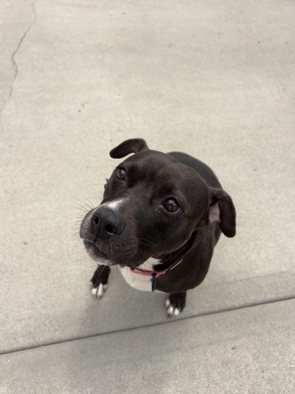 CLOVER - Labrador Retriever / Mix available for adoption