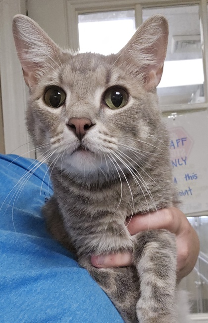 MARIO - Domestic Shorthair / Mix for adoption in Worcester