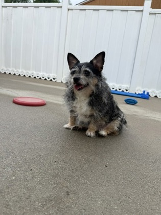 HARLEY - Long Coat Chihuahua / Yorkshire Terrier available for adoption