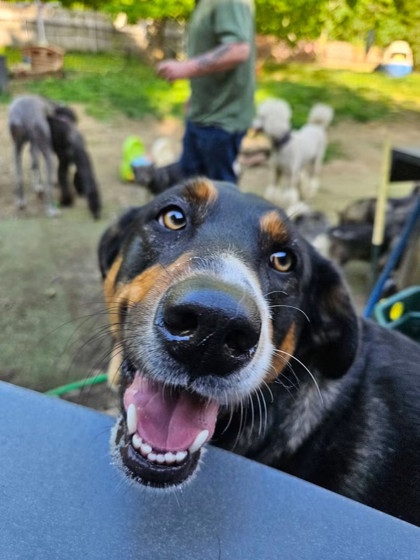 DOLLY - CALL FOR MORE INFO - Australian Shepherd / Mix available for adoption