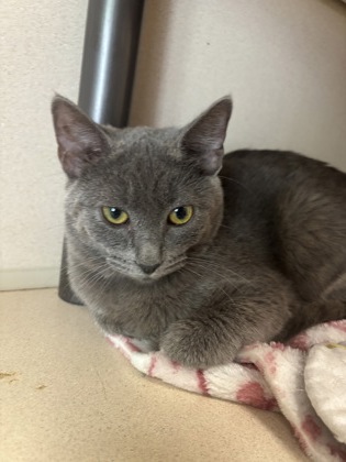 DAPHNE - I AM AT PETSMART NORTHBOROUGH - Domestic Shorthair / Mix available for adoption