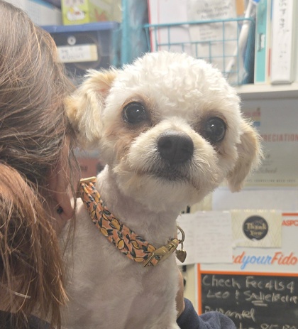 COCO - Maltese / Mix available for adoption