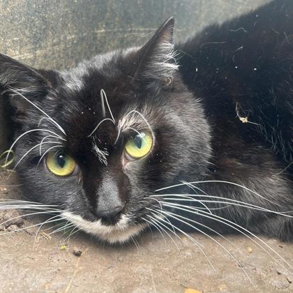 CHEECH - I AM AT PETSMART FRAMINGHAM - Domestic Shorthair / Mix available for adoption