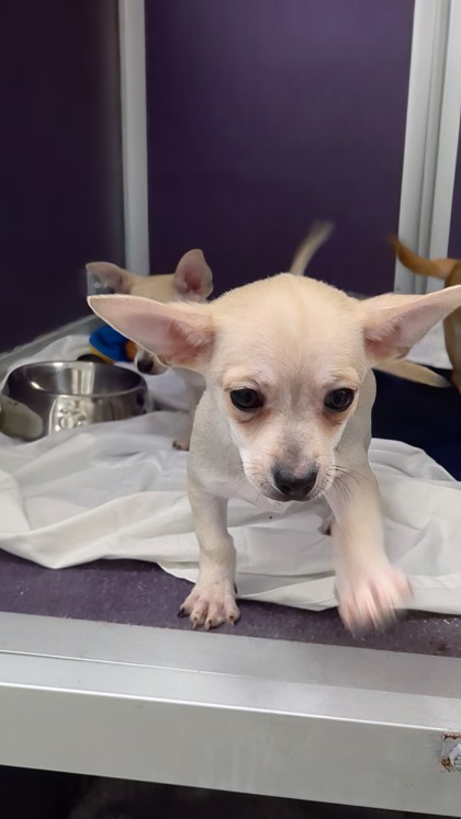 HUEY- BERTERA SUBARU WEST SPRINGFIELD (11-2PM) - Short Coat Chihuahua / Mix available for adoption