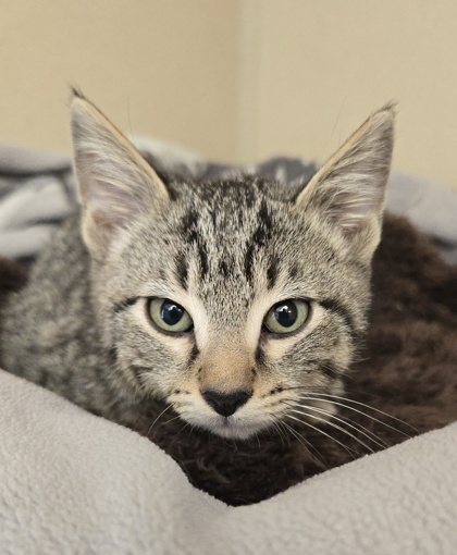 LILY- I AM AT PETSMART IN FRAMINGHAM - Domestic Shorthair / Mix available for adoption