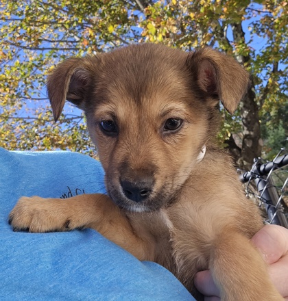 ALEXA-MAPFRE EVENT 10-1:30PM - Australian Shepherd / Mix available for adoption