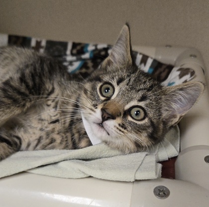 SHAMUS - I AM AT PETSMART FRAMINGHAM - Domestic Shorthair / Mix available for adoption