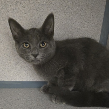 EMBER - I AM AT PETSMART NORTHBOROUGH - Domestic Shorthair / Mix available for adoption