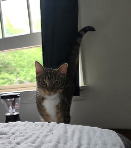 EDWARD/EMMET - BONDED PAIR - Domestic Shorthair / Mix available for adoption
