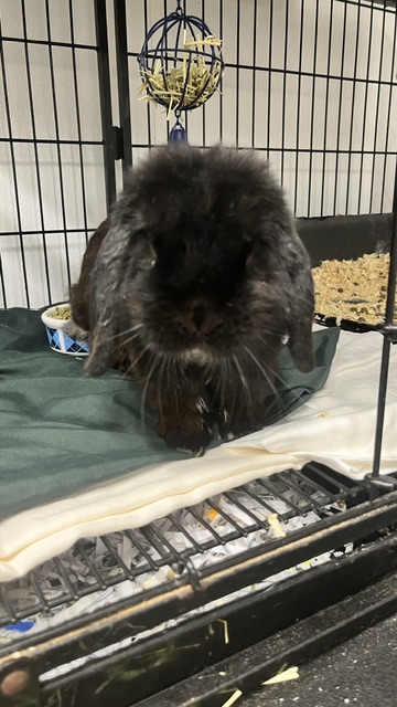 ACORN - Holland Lop / Dutch available for adoption
