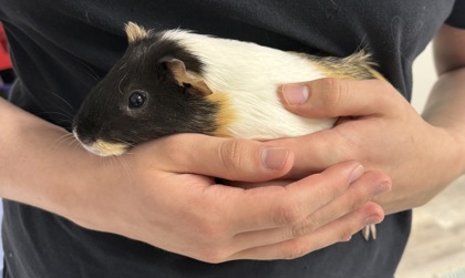 BUTTER PECAN - Guinea Pig / Guinea Pig available for adoption
