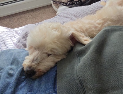 SIMBA - IN FOSTER (CALL TO SCHEDULE A MEET) - Maltese / Mix available for adoption