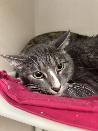 JASPER/ALICE - BONDED PAIR - Domestic Shorthair / Mix for adoption in Worcester